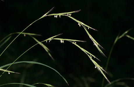 Wald Fiederzwenke (Brachypodium sylvaticum) - © Emanuel Trummer